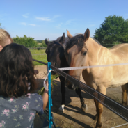 Besuch auf dem Pferdehof